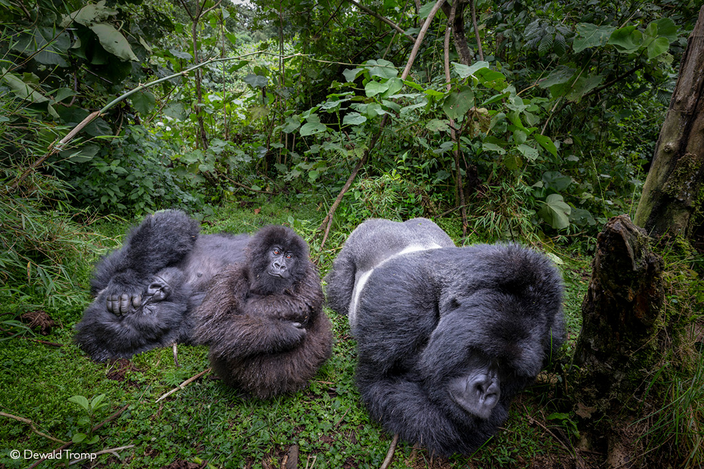 A mountain gorilla in misty forest, camera gear ready for trekking.