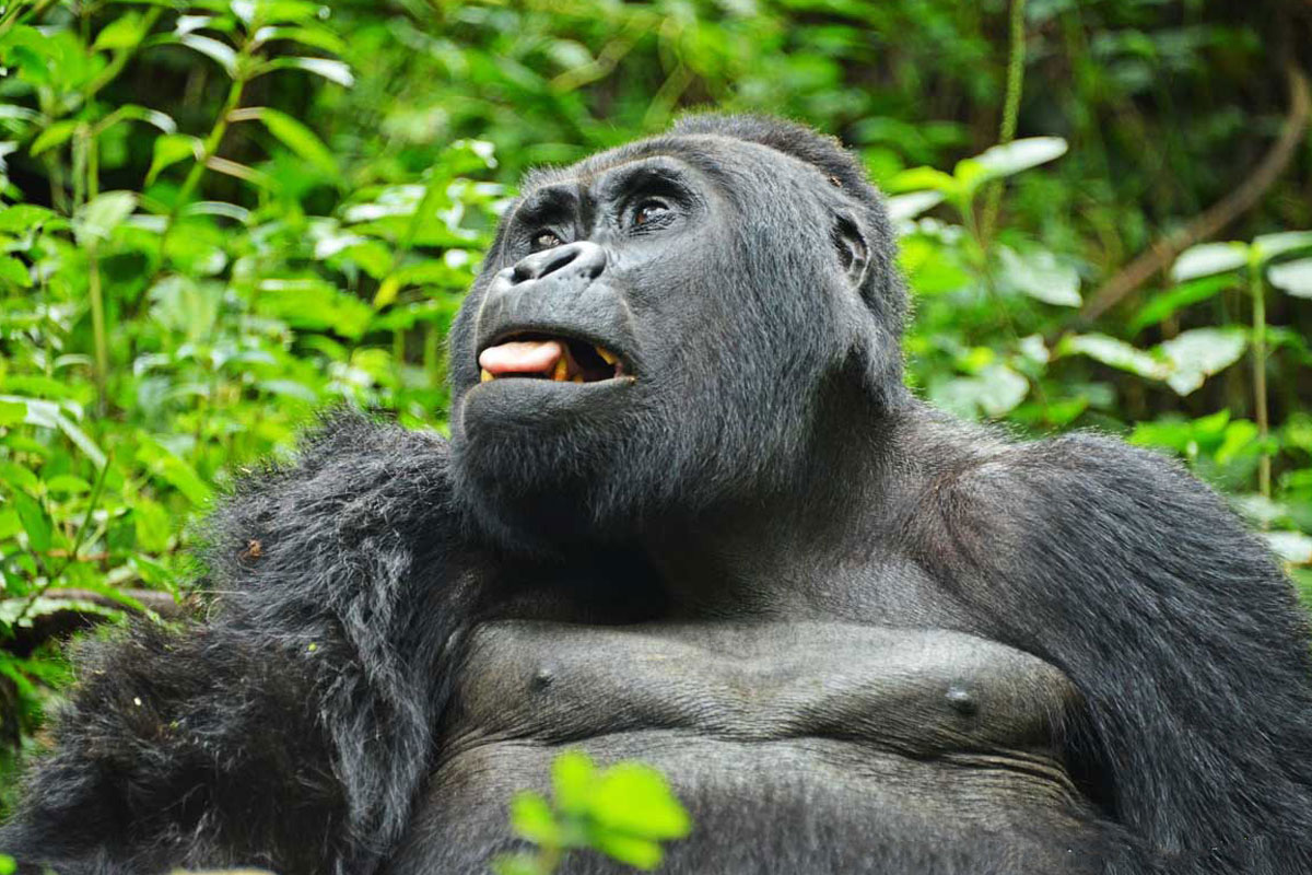 Family learning gorilla trekking permit rules in African rainforest conservation setting