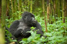Are Walking Sticks Provided on a Gorilla Trek or Should I Bring My Own?