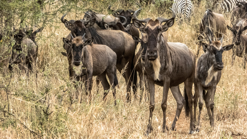 Tanzania Safari Costs: Budget Mid-Range and Luxury Explained