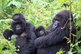 A family of mountain gorillas resting in a lush green forest."