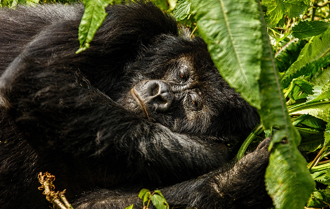 East African travelers preparing for discounted gorilla trekking adventure through misty forests.