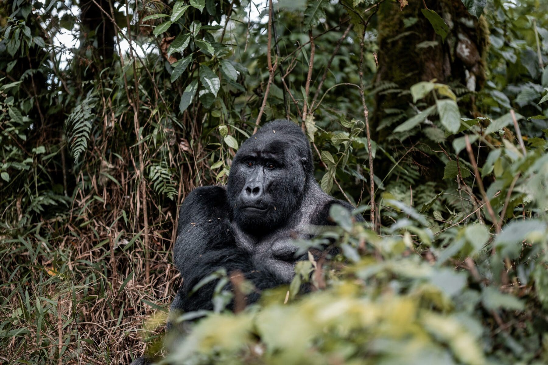 Ranger giving gorilla trekking briefing to excited trekkers at park headquarters.