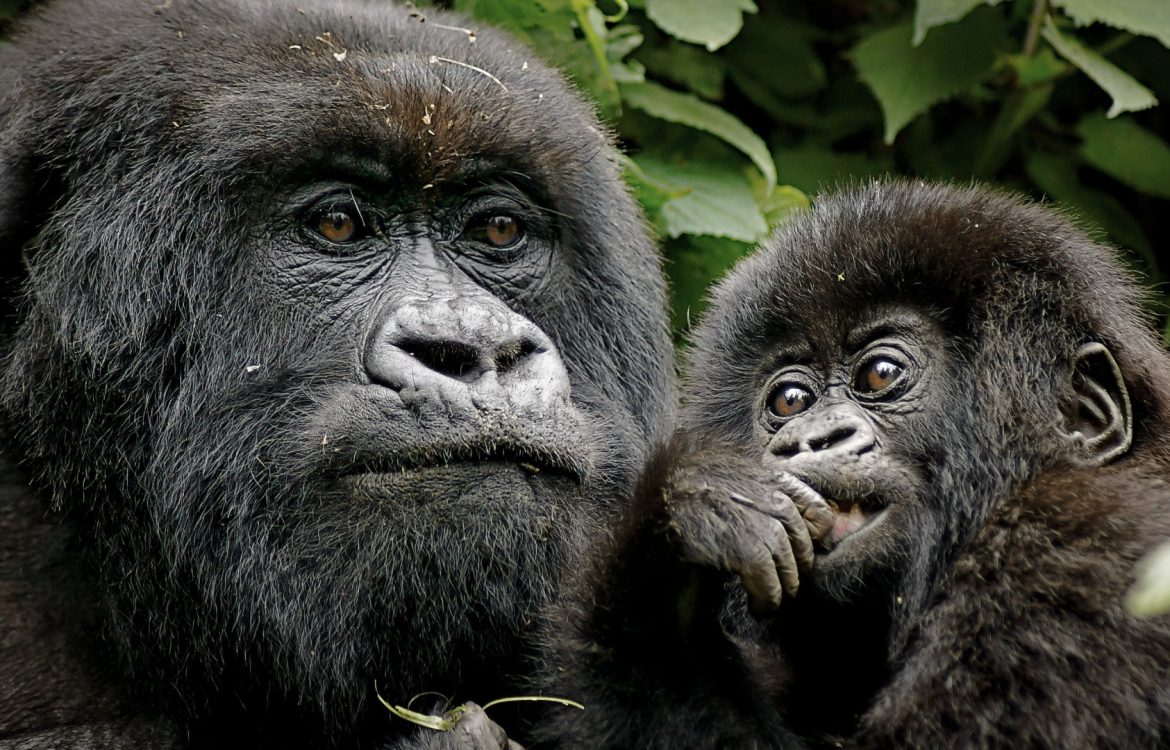 A tired traveler talks to a guide outside a rainforest lodge at sunrise.