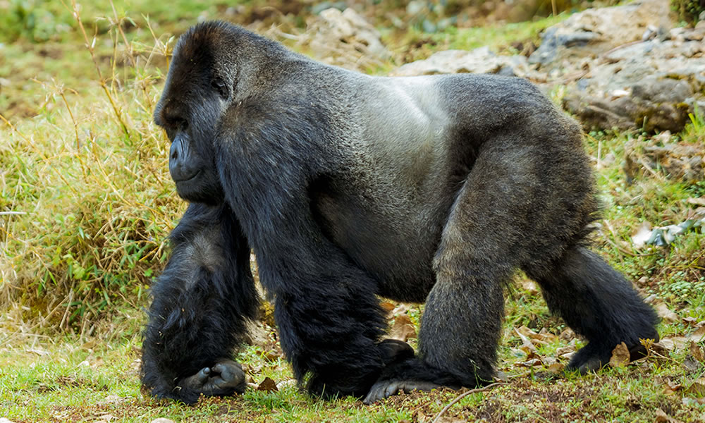 What Language Are the Gorilla Trekking Briefings Given In?