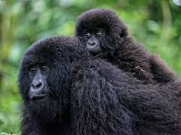 What Happens If the Gorillas Cannot Be Found on My Trek Day?