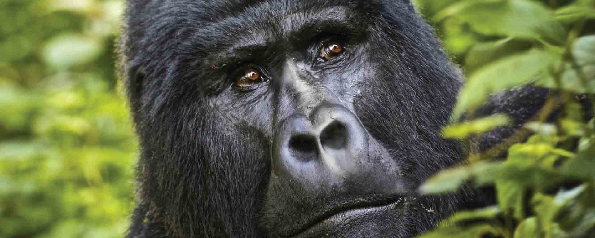A person in a wheelchair watching a mountain gorilla from a forest path.