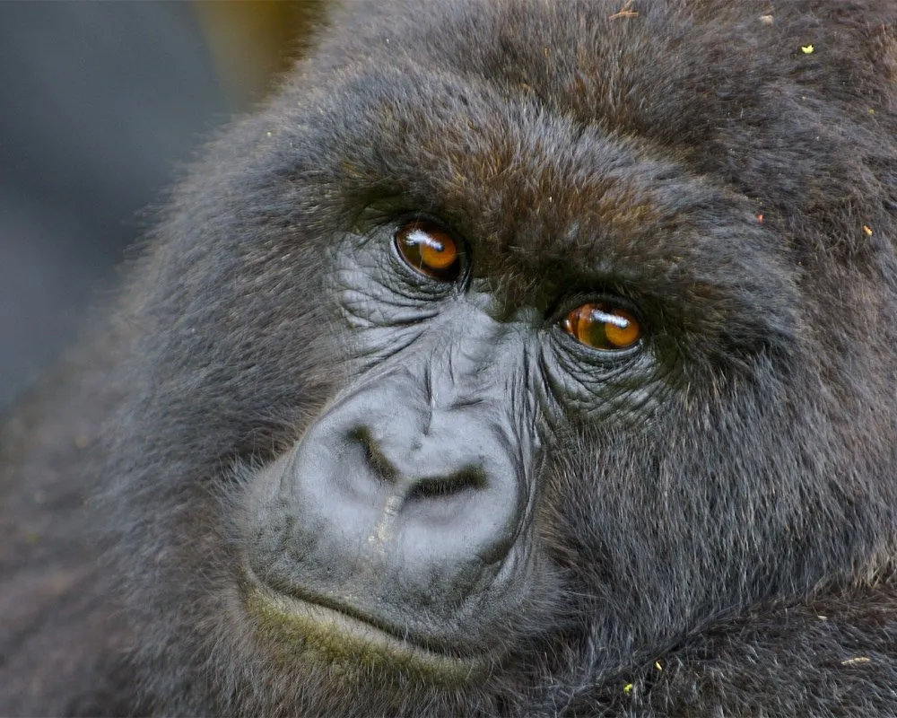 Woman with walking stick trekking through muddy forest to see gorillas.