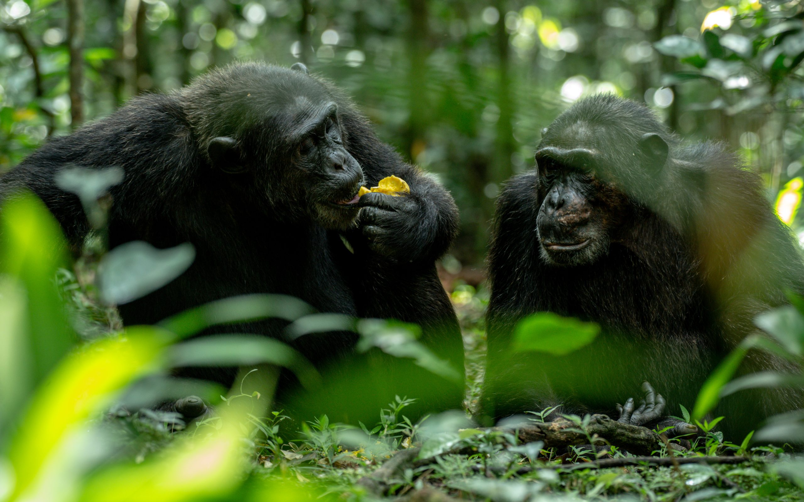 Rwanda on a Budget for Safaris