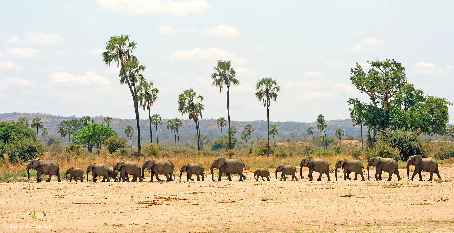 Elephants crossing the Great Ruaha River during a morning safari in Tanzania's wilderness.