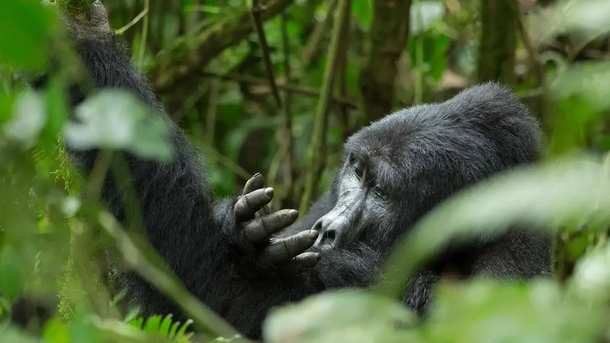 Small aircraft landing near Bwindi forest for gorilla trekking safari adventure.
