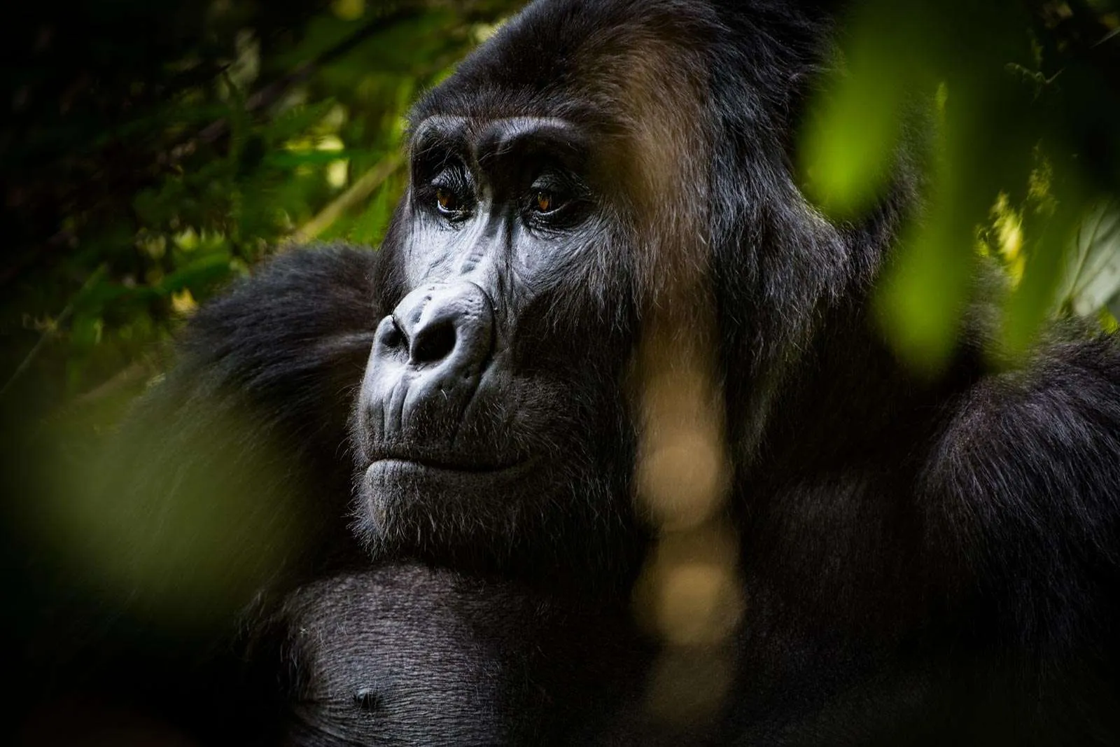 Rwanda Gorilla Families 2026