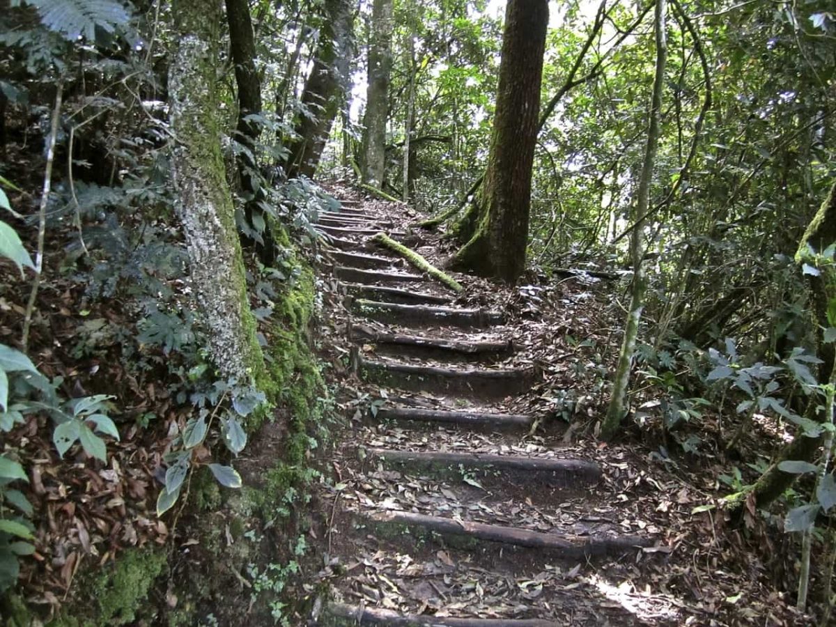 Nyungwe Forest