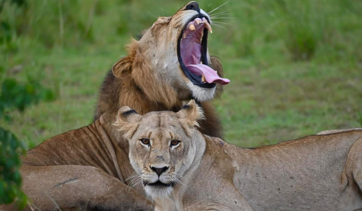 Akagera National Park