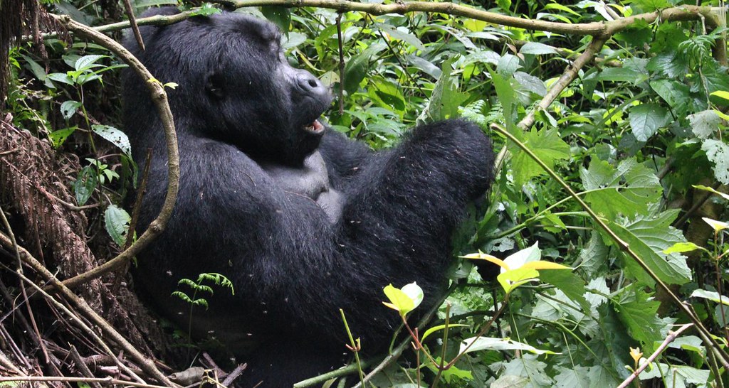 Gorilla Trekking in Rwanda During the Rainy Season