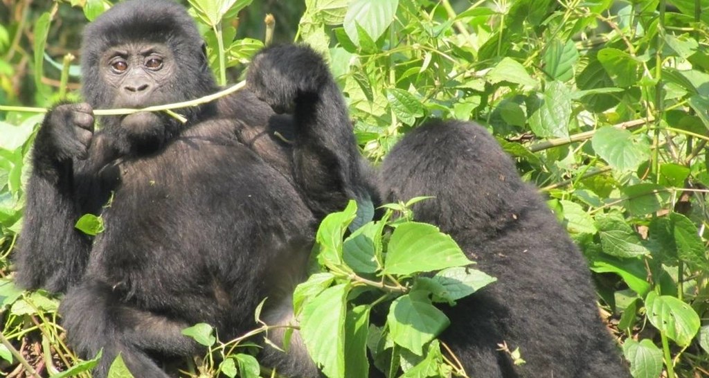 Gorilla Trekking in Rwanda During the Rainy Season