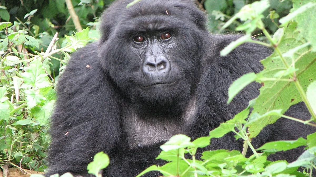 Mountain gorilla resting peacefully in forest during unforgettable Uganda trekking adventure.