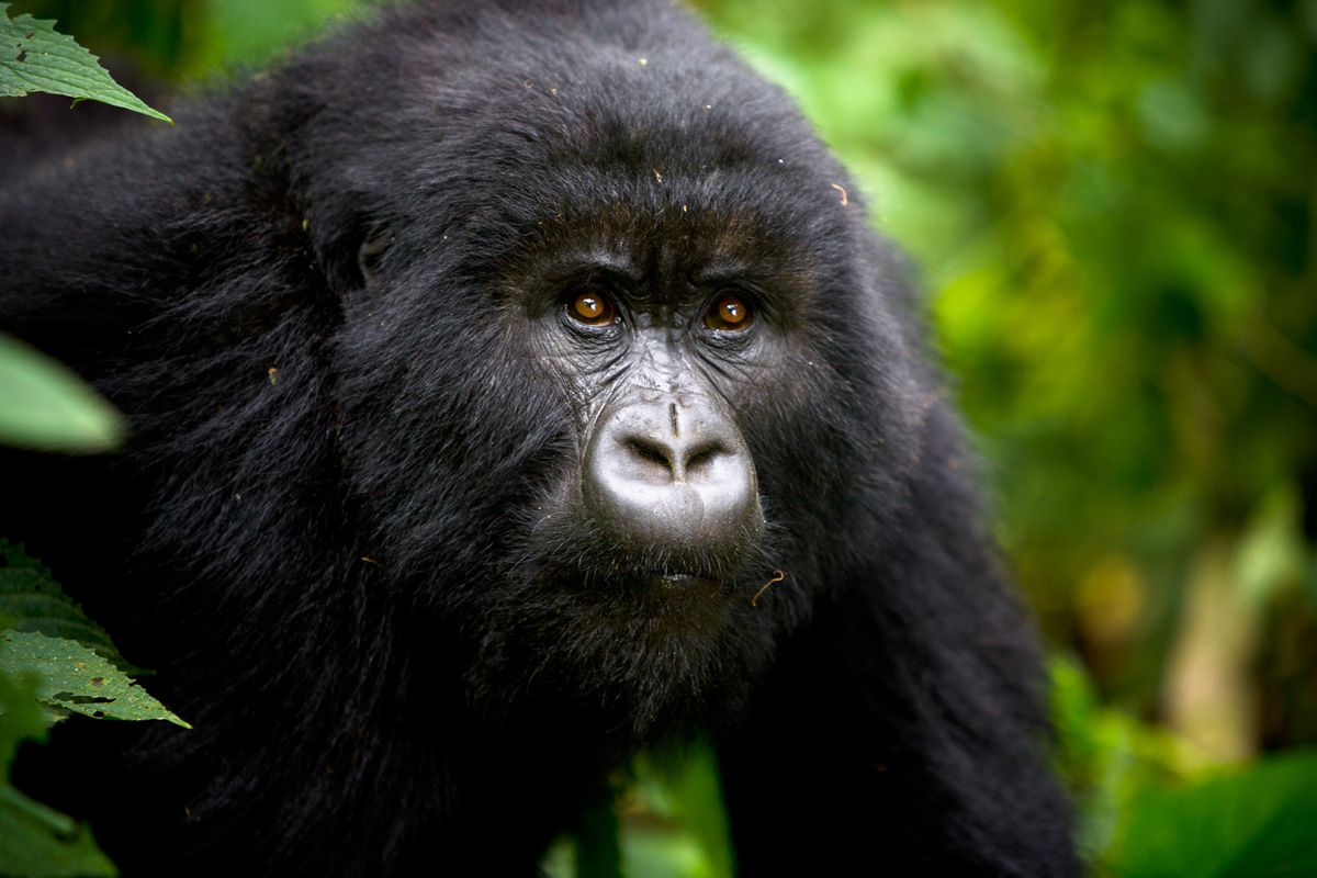 The Ultimate Rwanda Gorilla Trekking Packing List