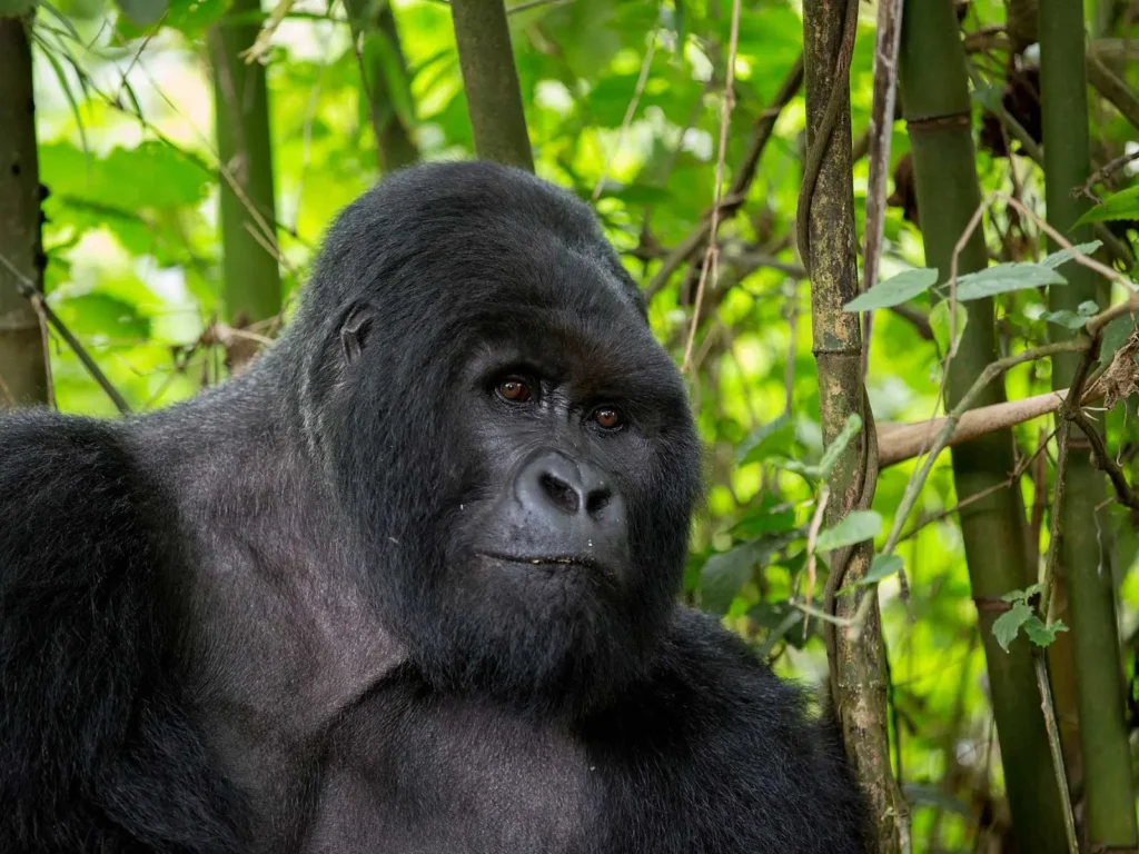 The Ultimate Rwanda Gorilla Trekking Packing List
