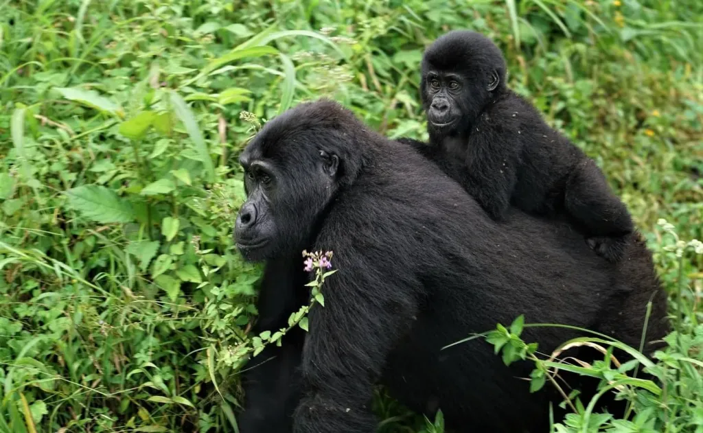 Gorilla trekkers hiking steep forest trails in Nkuringo Sector Bwindi Uganda.