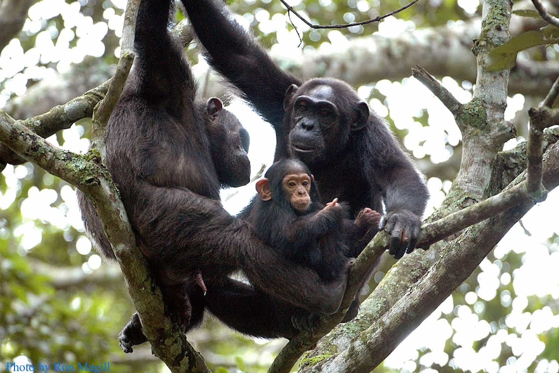 Nyungwe Forest