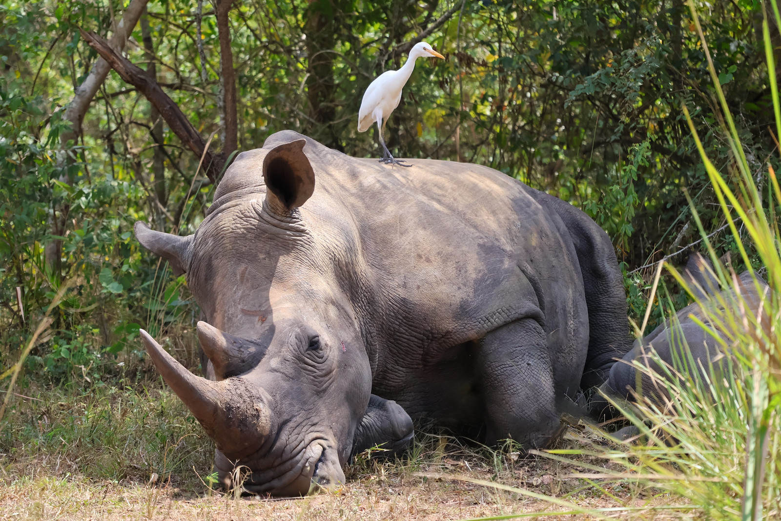 The Ultimate Rwanda & Uganda 10-Day Combo