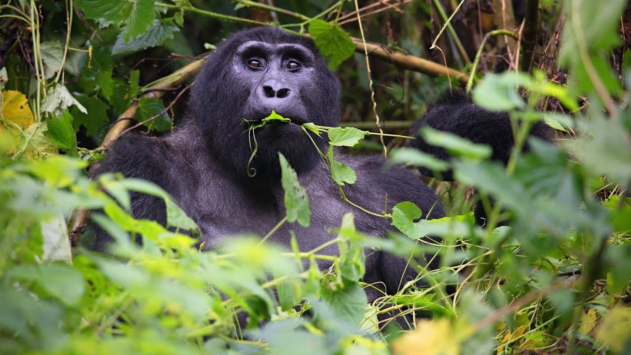 Mountain gorilla family feeding peacefully in Bwindi Rushaga forest sector.