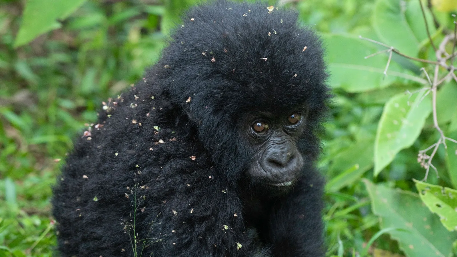 Rwanda vs Uganda Gorilla Permit
