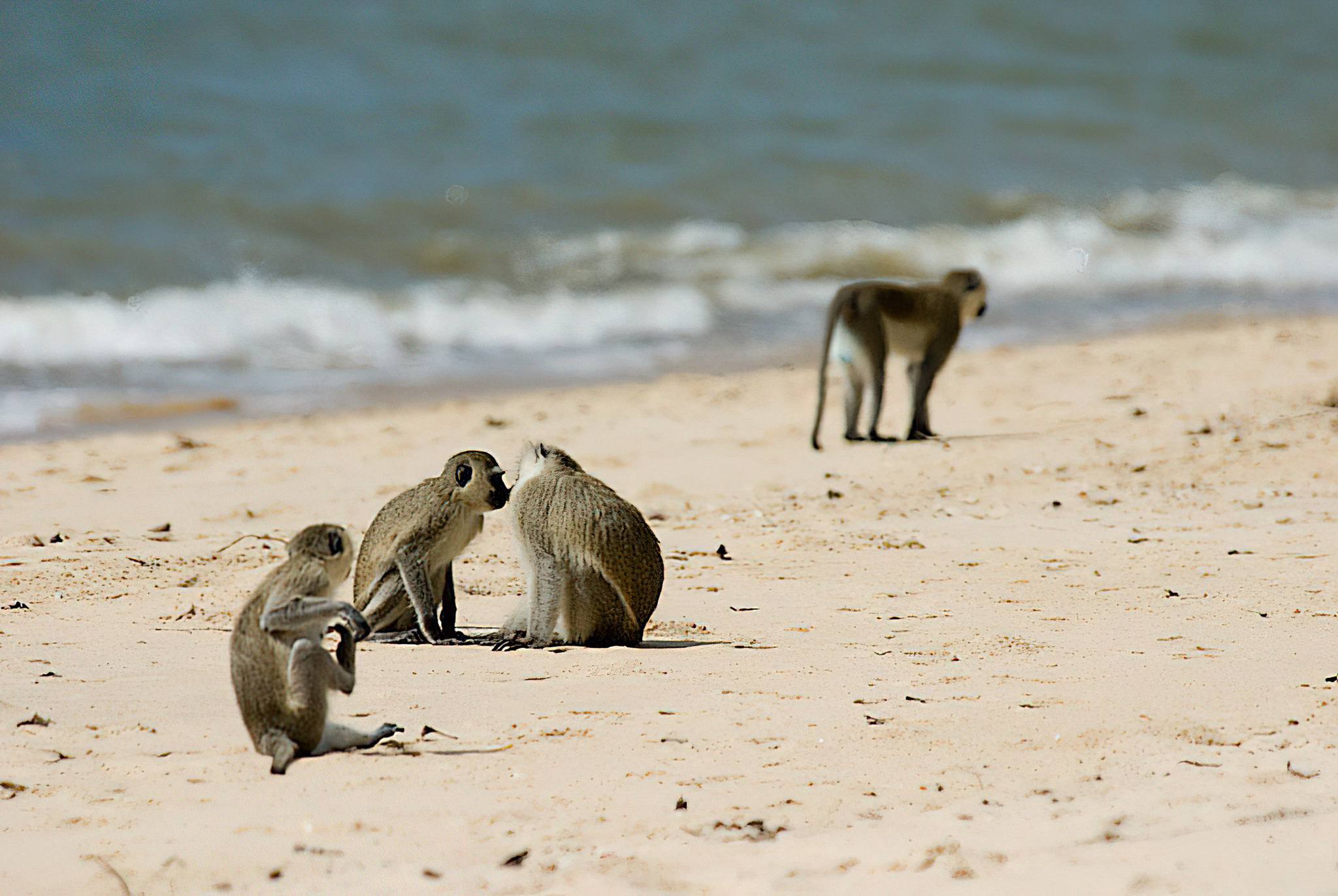 Elephants walking beside Saadani National Park beach overlooking Tanzania's Indian Ocean coastline