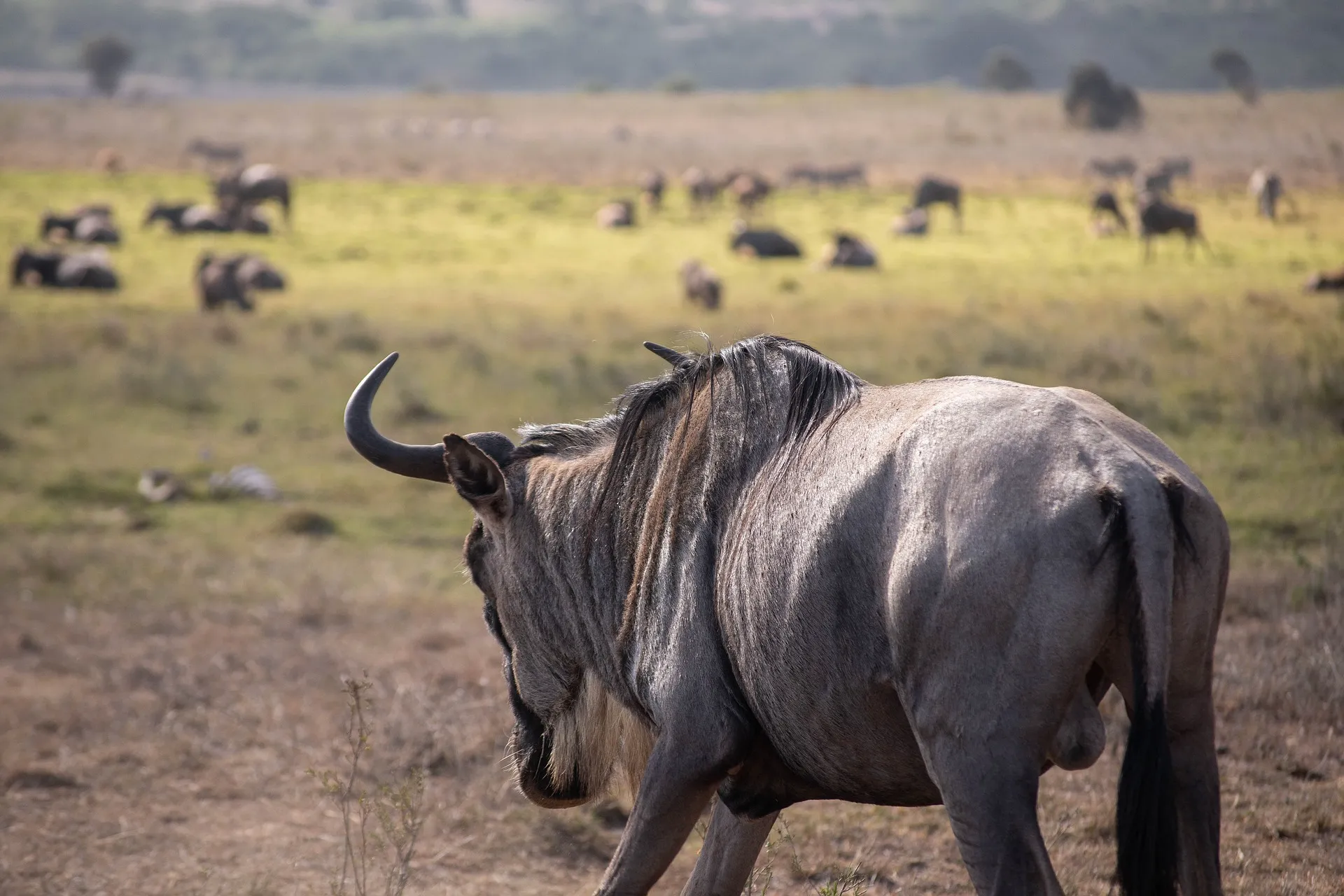 The Great Migration in Tanzania3