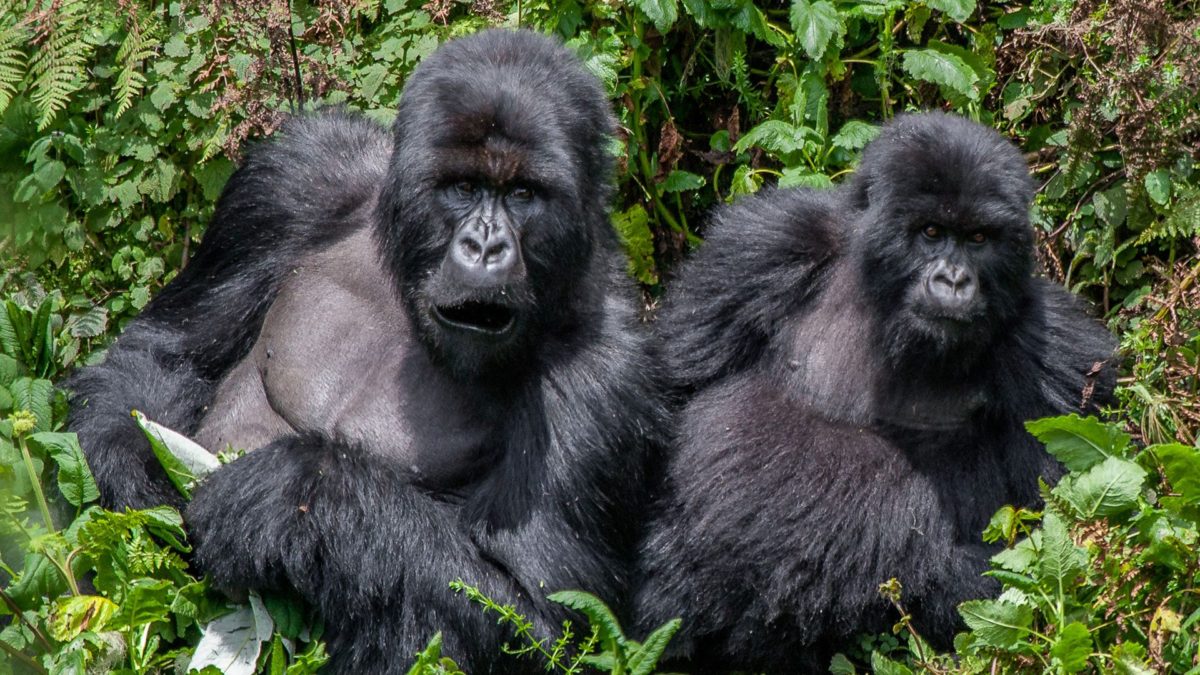 Rwanda Safety for Tourists 2026
