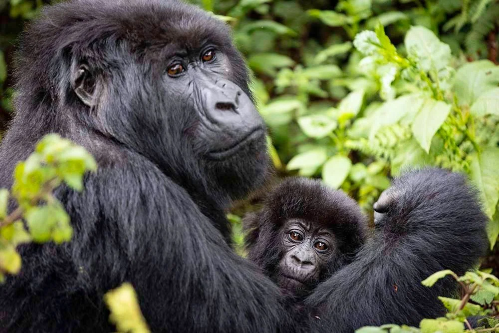 Best Time to Visit Rwanda
