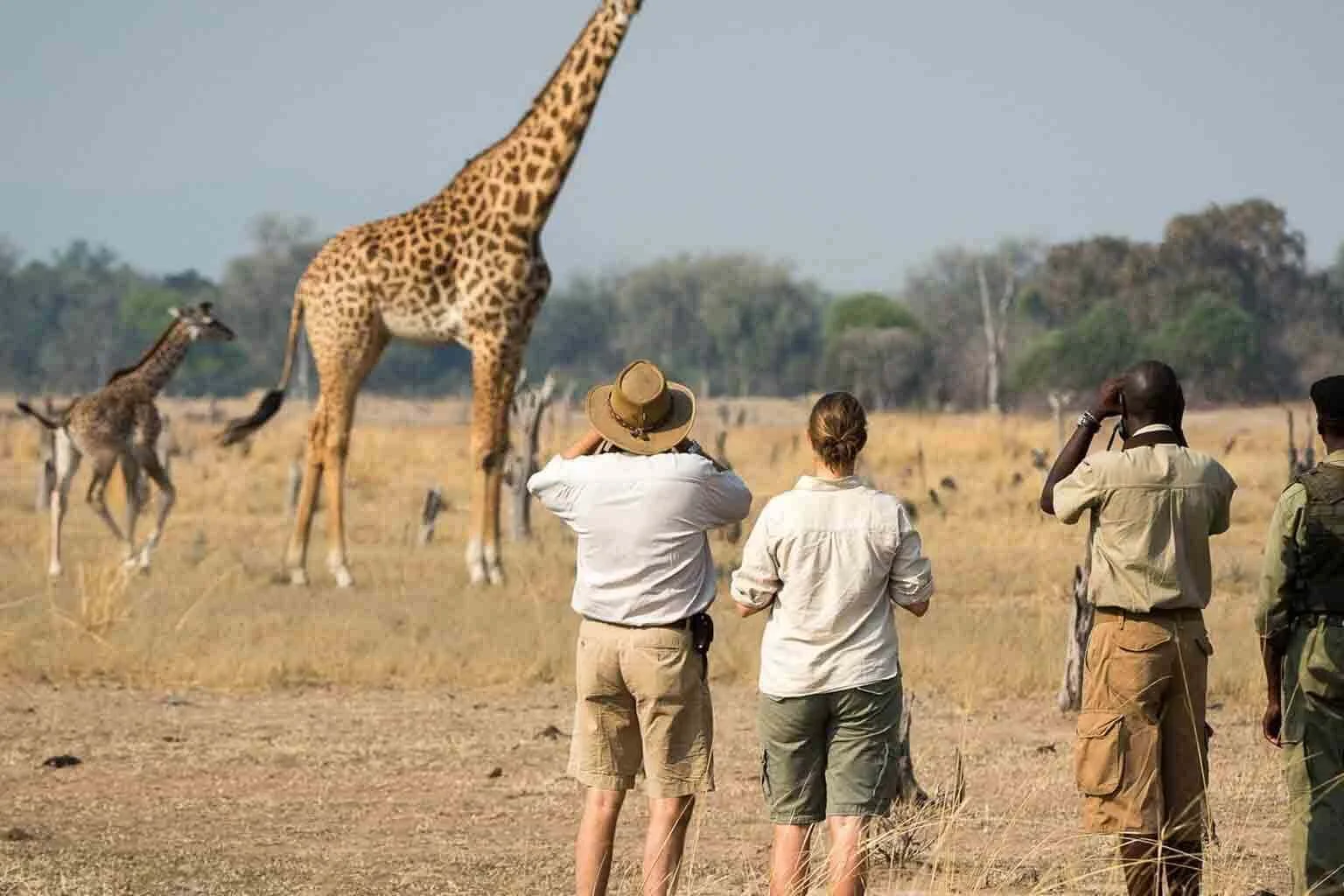 Giraffes grazing beneath Mount Meru in Arusha National Park during morning safari drive