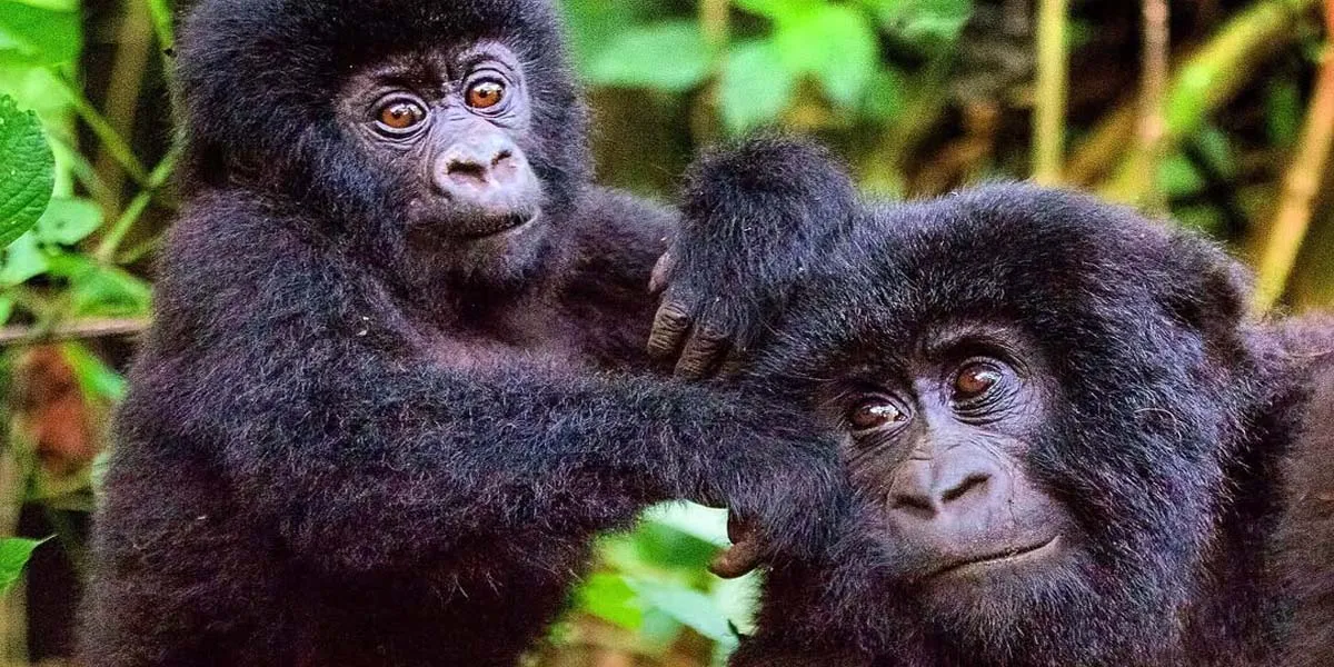 amazzing-gorillas-in-bwindi Gorilla trekkers hiking steep forest terrain in Uganda and Rwanda mountains today.