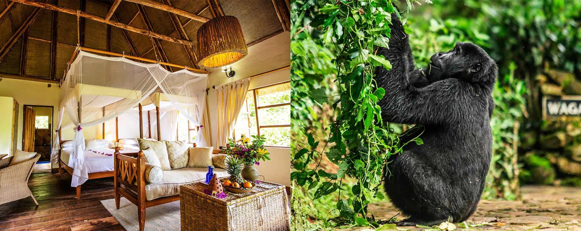 Budget lodge near Bwindi forest offering accommodation for gorilla trekkers.