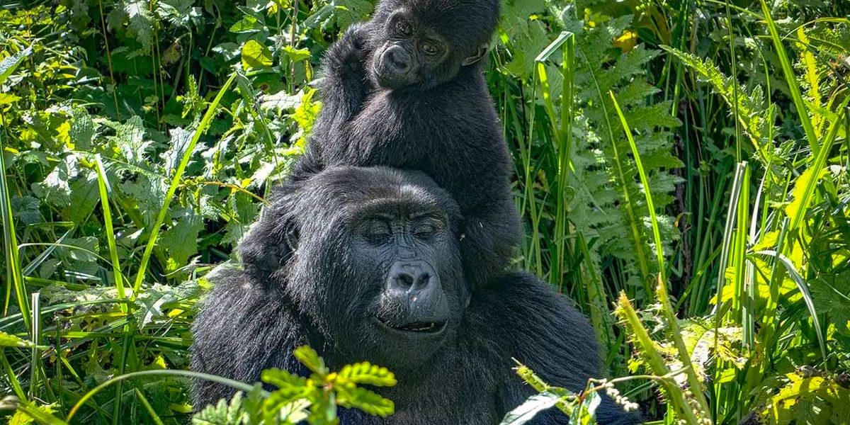 Mountain gorilla family resting peacefully among dense forest vegetation in Bwindi.