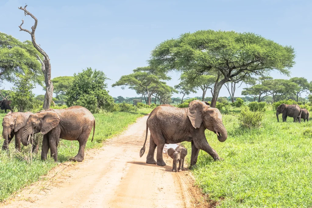 Large elephant herd grazing across Serengeti savanna beneath clear blue skies during daylight peacefully.