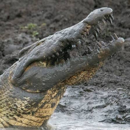 Crocodile resting beside Grumeti River awaiting migrating wildebeest during Tanzania's annual wildlife crossing.