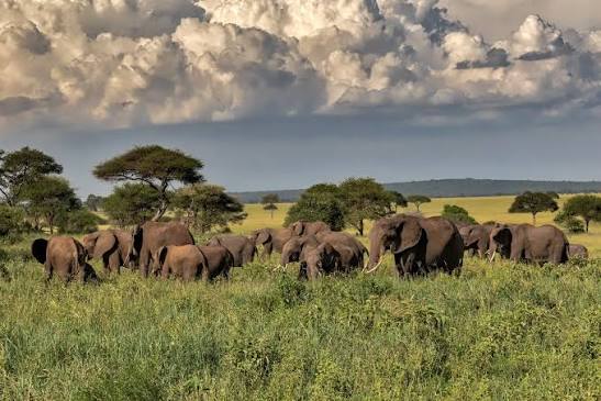 Tarangire elephants gathering beside river during dry season under towering ancient baobab trees together