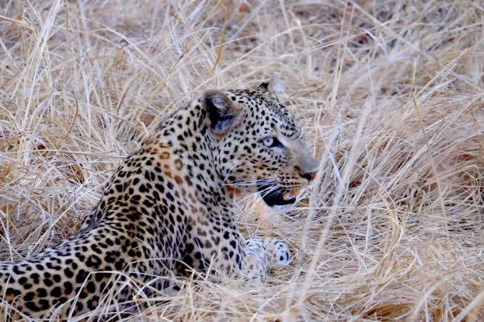 Leopard resting on acacia tree in Serengeti Central Zone during golden sunset.