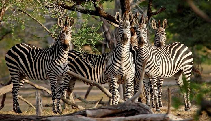 Zebras grazing peacefully across Tanzania's southern savanna beneath clear blue skies during early morning.