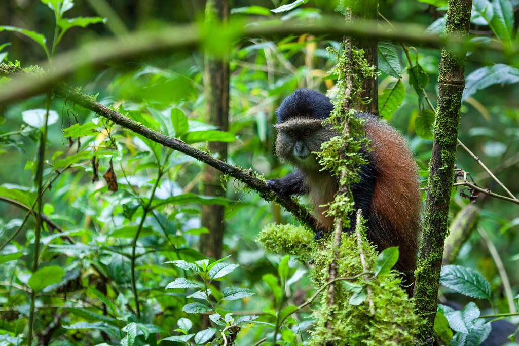 Golden Monkeys Rwanda