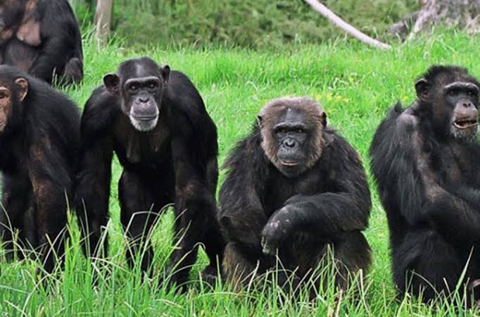 Chimpanzees climbing forest trees in Tanzania's Mahale Mountains National Park during trekking safari