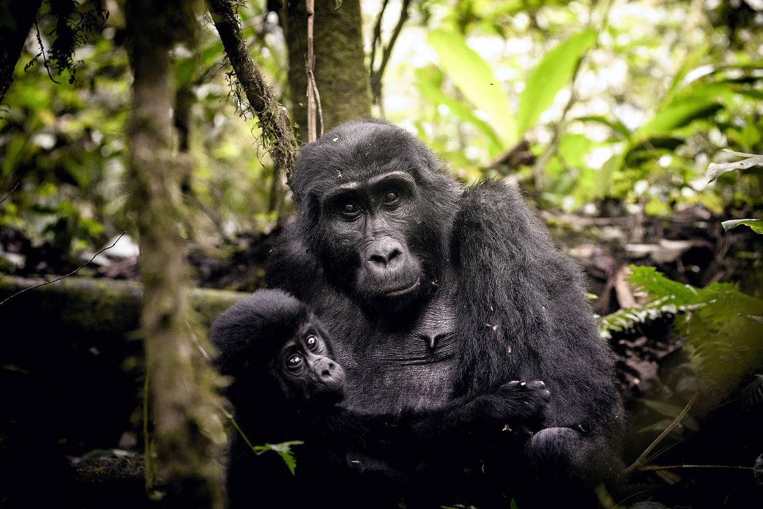 Mountain gorilla family resting peacefully in Volcanoes National Park Rwanda forest.