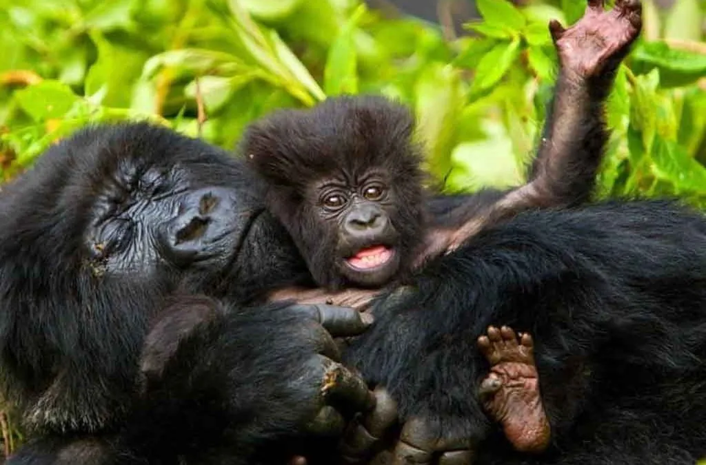 Mountain gorillas in Rushaga forest observed closely during habituation conservation experience.