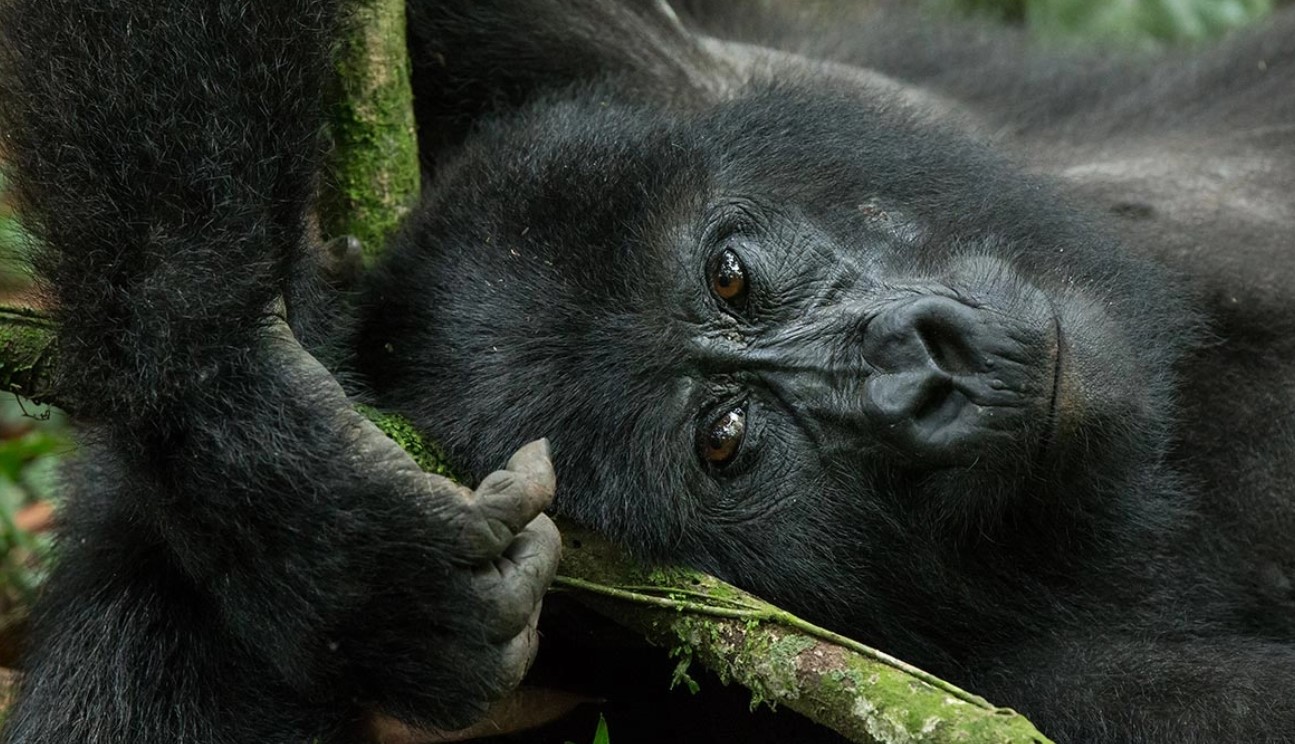 Gorilla trekkers hiking through high altitude forest trails in Uganda.