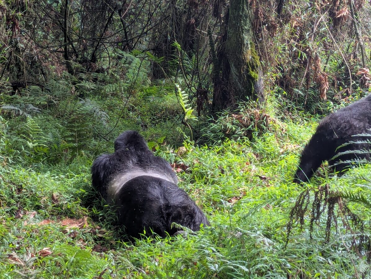 Tourists trekking through misty forest searching for mountain gorillas in Uganda.