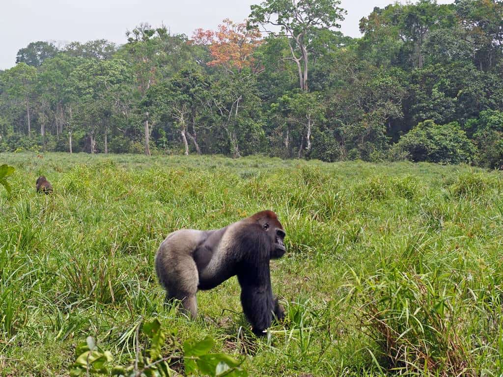 Gorilla trekkers hiking steep forest trails across Bwindi sectors during adventure.