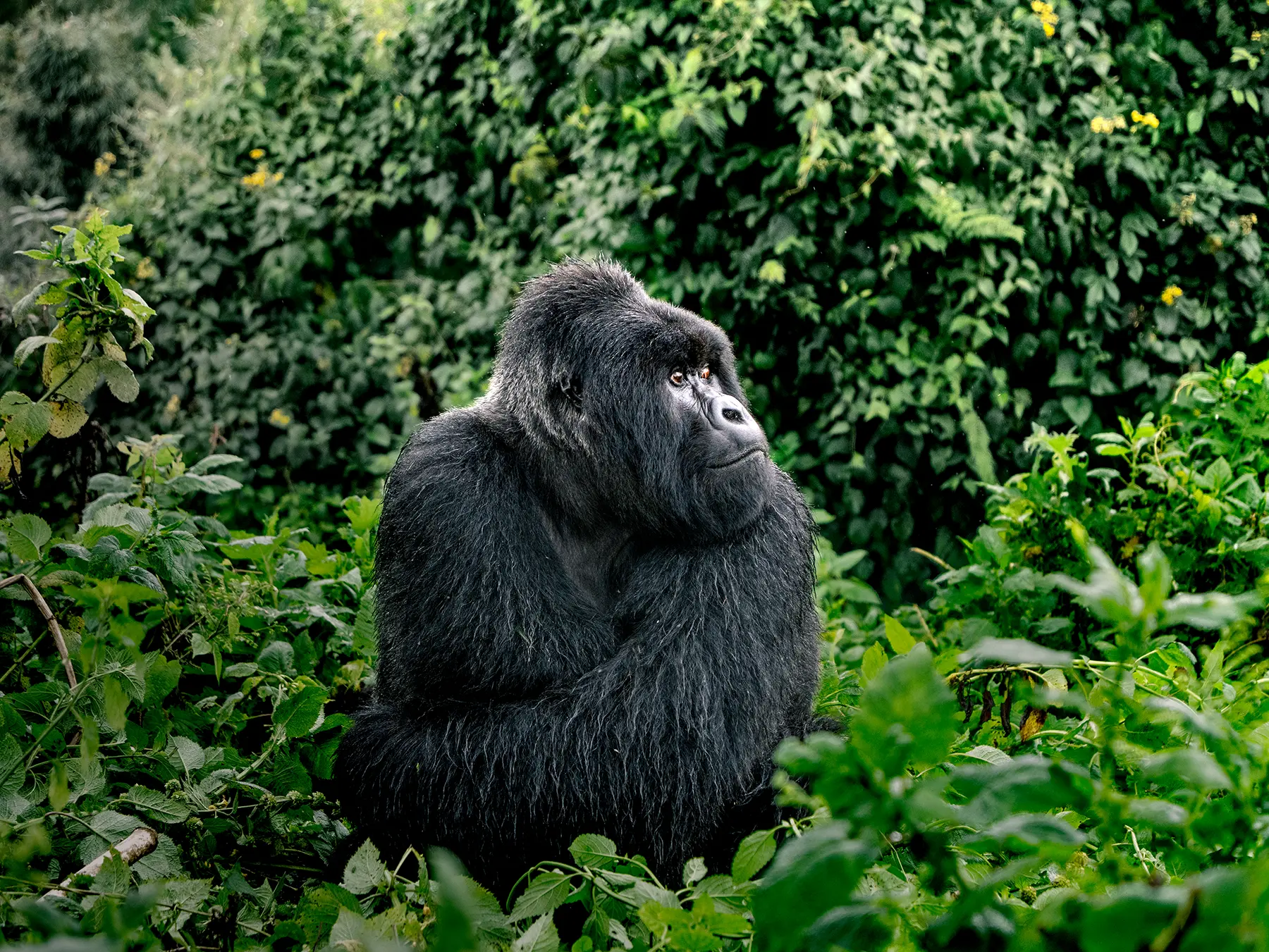Can I Do a One-Day Gorilla Trek in Rwanda and Return to Kigali the Same Day?