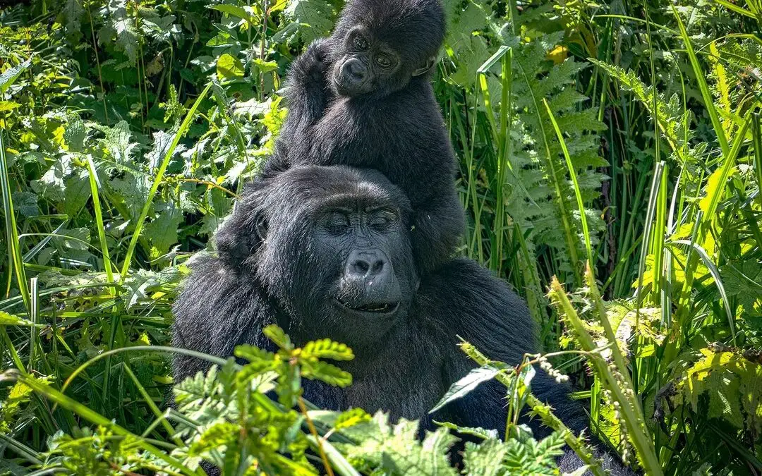 Travelers driving from Kigali through scenic mountains toward Bwindi gorilla forest.